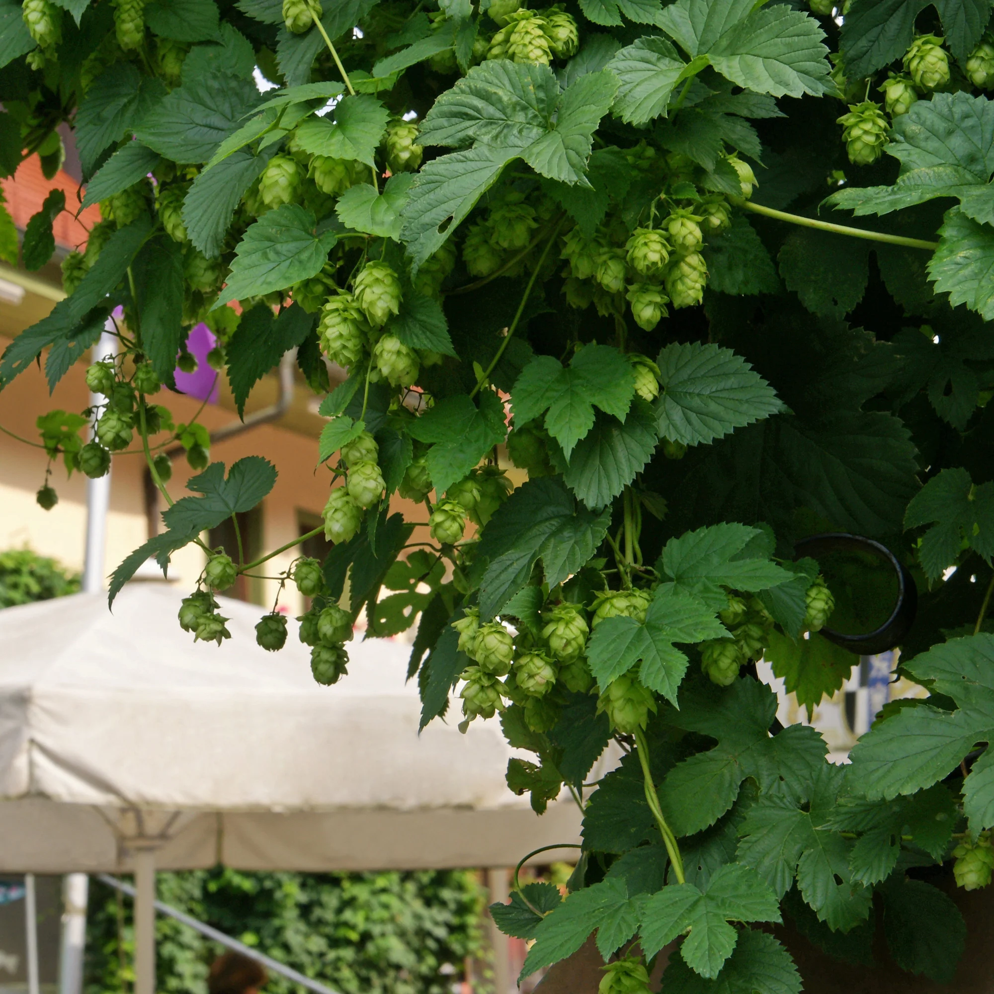 Hopfen 'Magnum' - Image 2