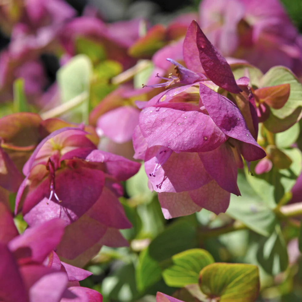 Hopfendost Kent Beauty - Image 3