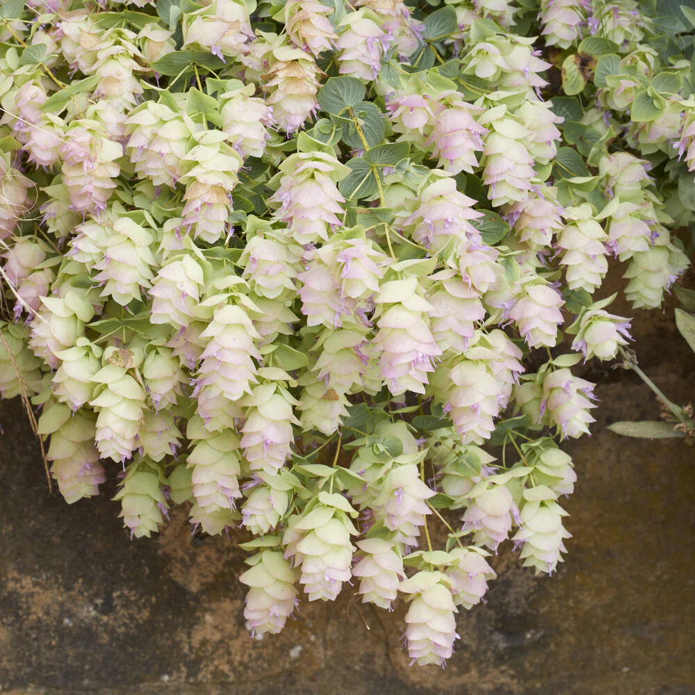Hopfendost Kent Beauty - Image 4