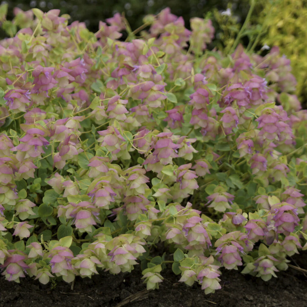 Hopfendost Kent Beauty - Image 5