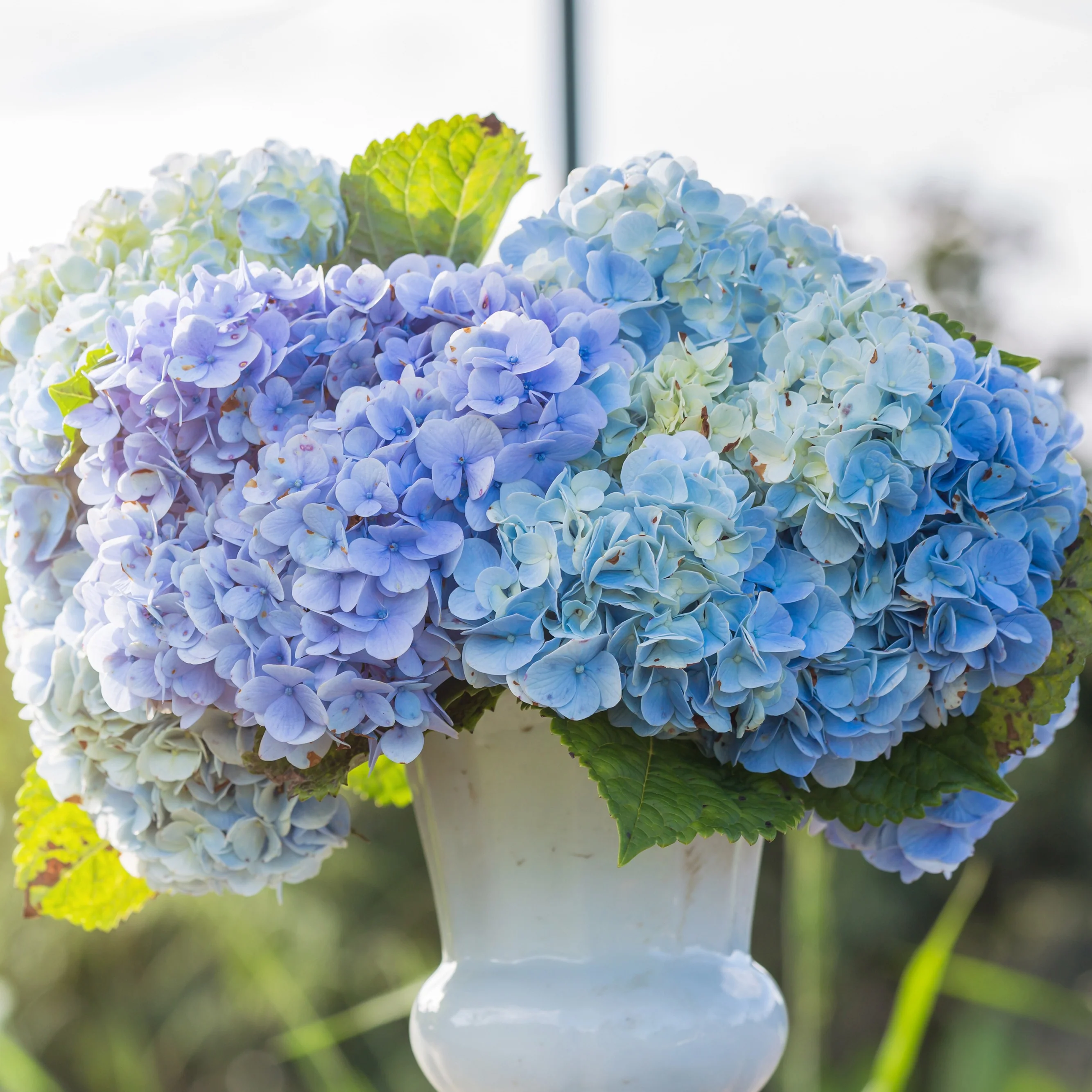 Hortensie blau - Image 3