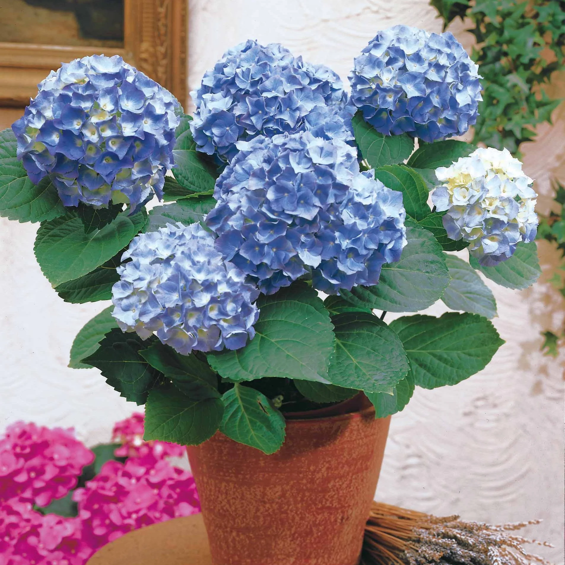 Hortensie blau - Image 4