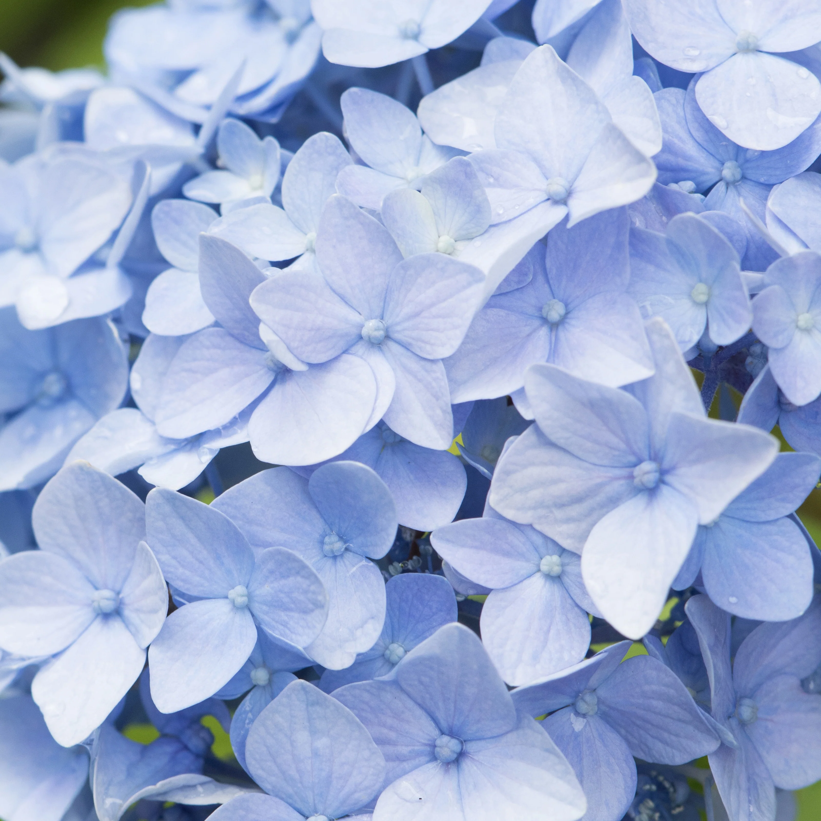 Hortensie blau - Image 5