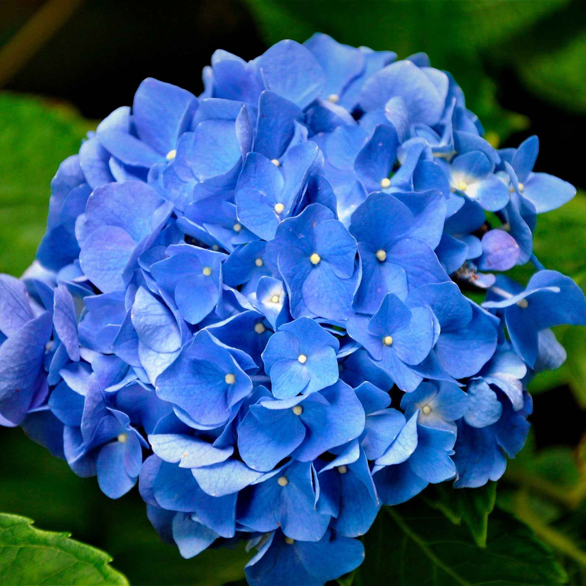 Hortensie blau - Image 6
