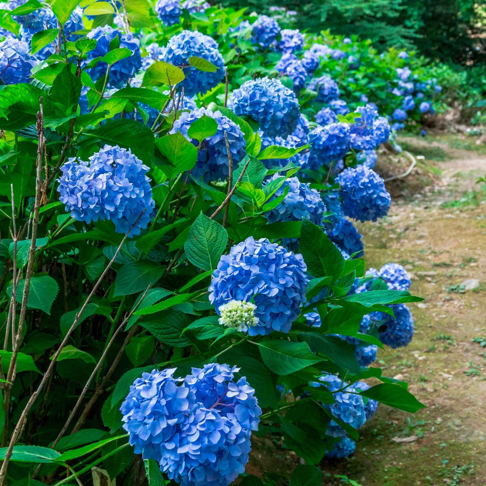 Hortensie blau - Image 7