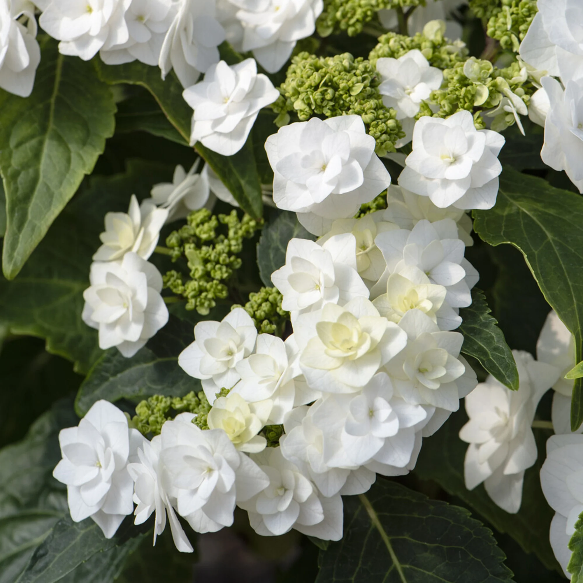 Hortensie Doppio Bianco