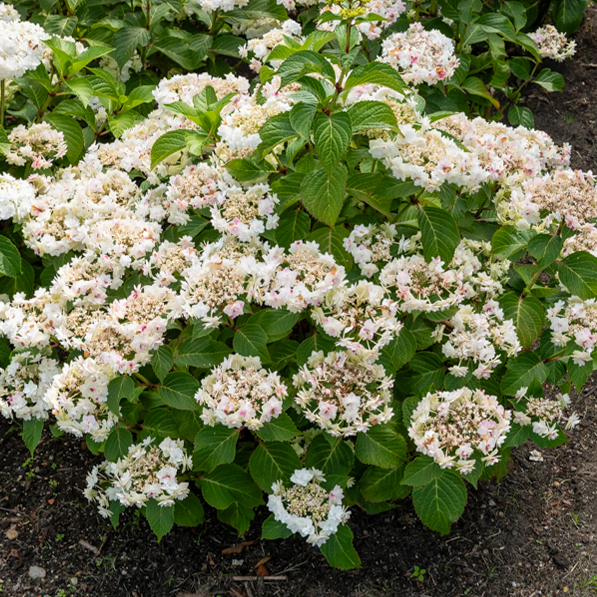 Hortensie Doppio Bianco - Image 2