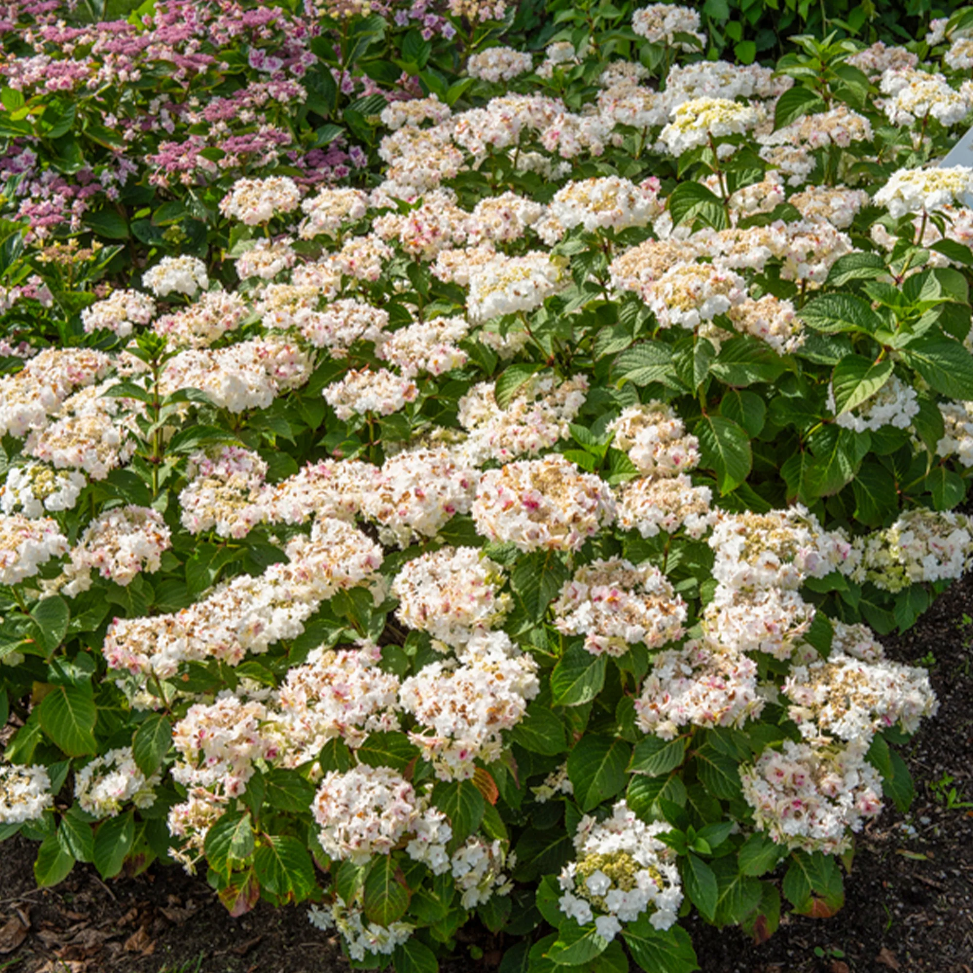 Hortensie Doppio Bianco - Image 3