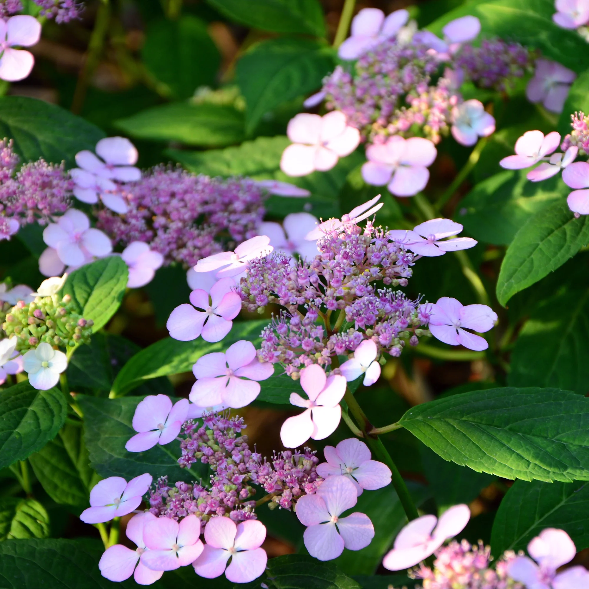 Hortensie Indian Summer - Image 2