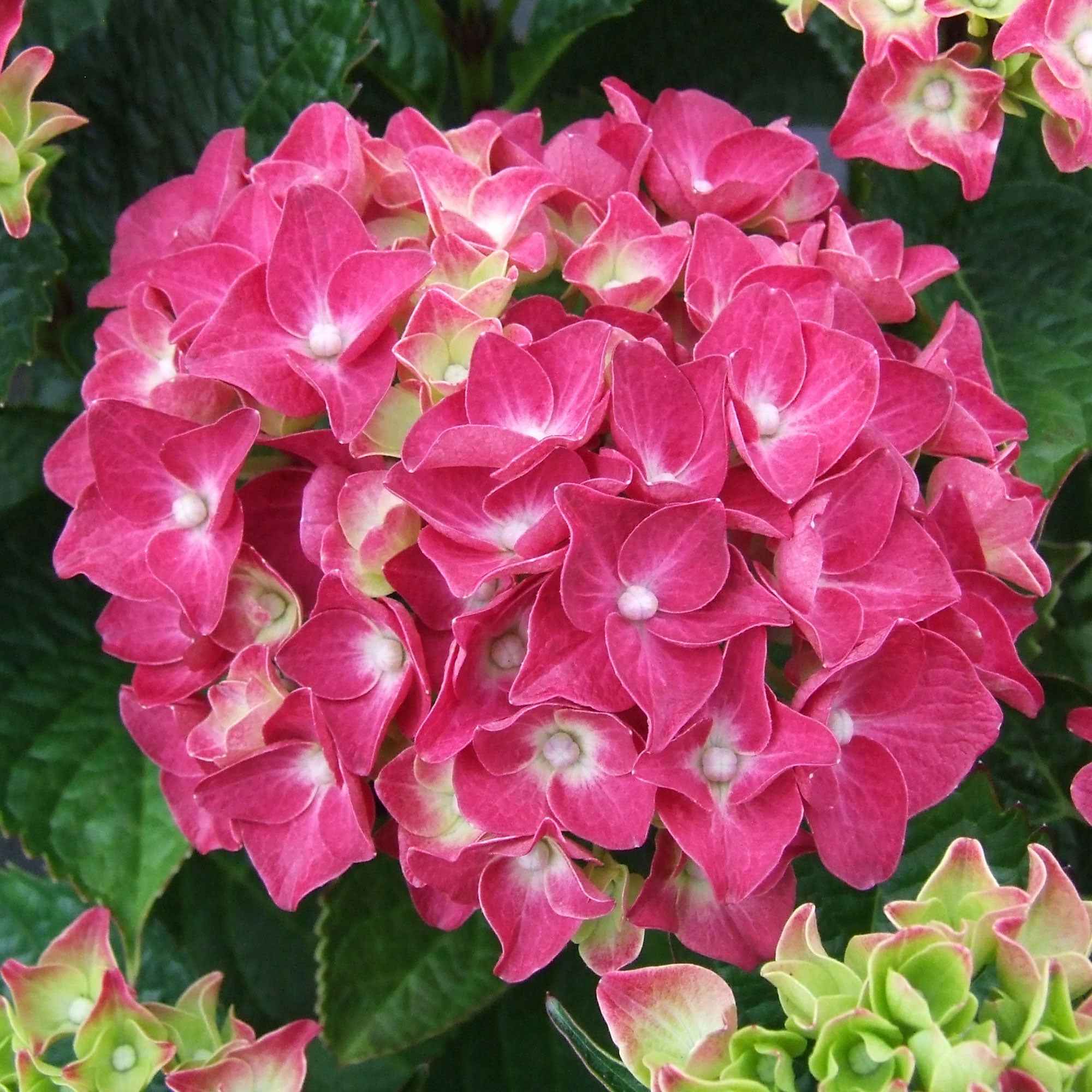 Hortensie rosa - Image 3