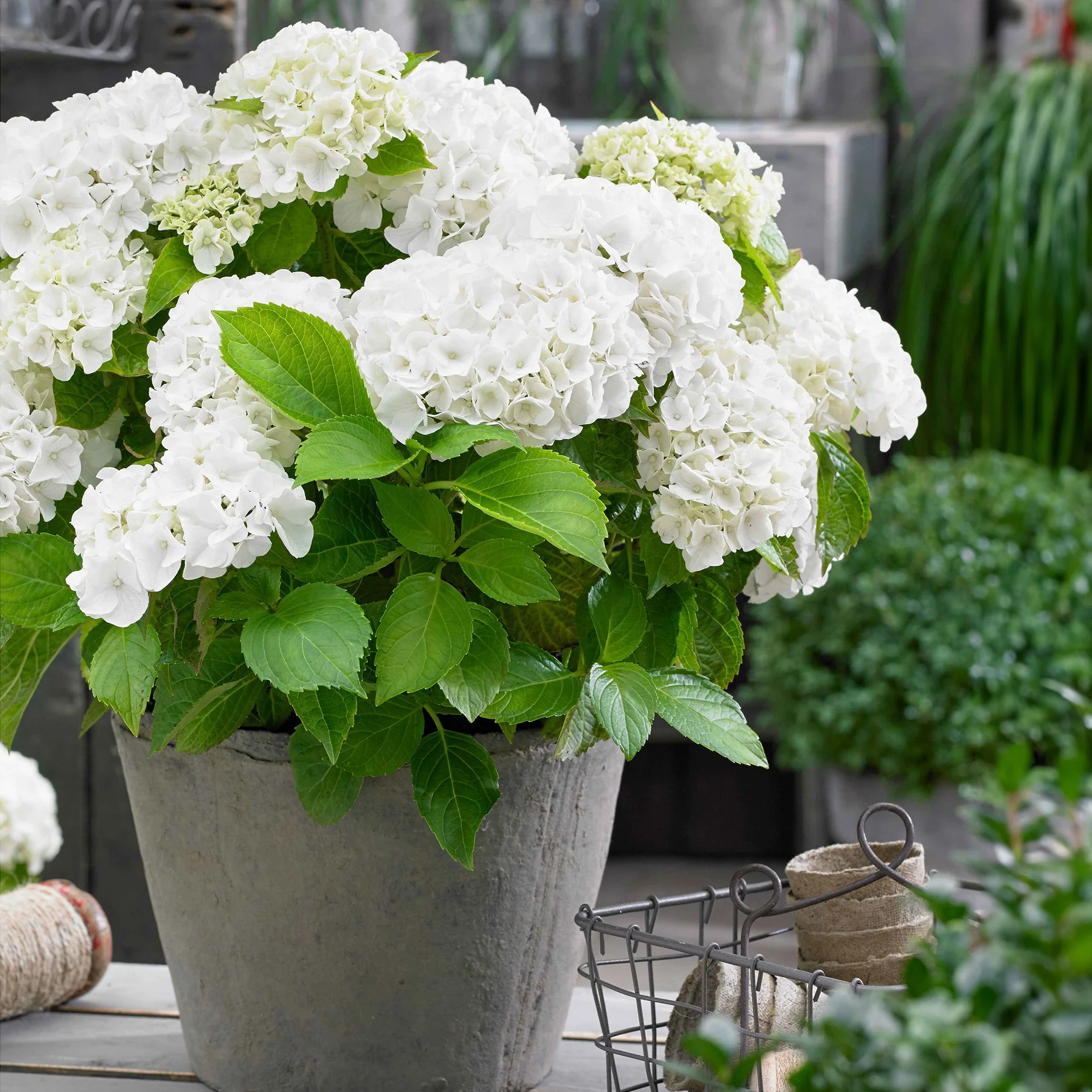Hortensie weiß