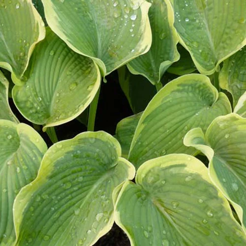 Hosta American Halo Funkia
