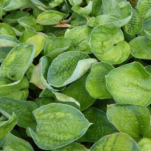 Hosta Blue Shadows Funkia