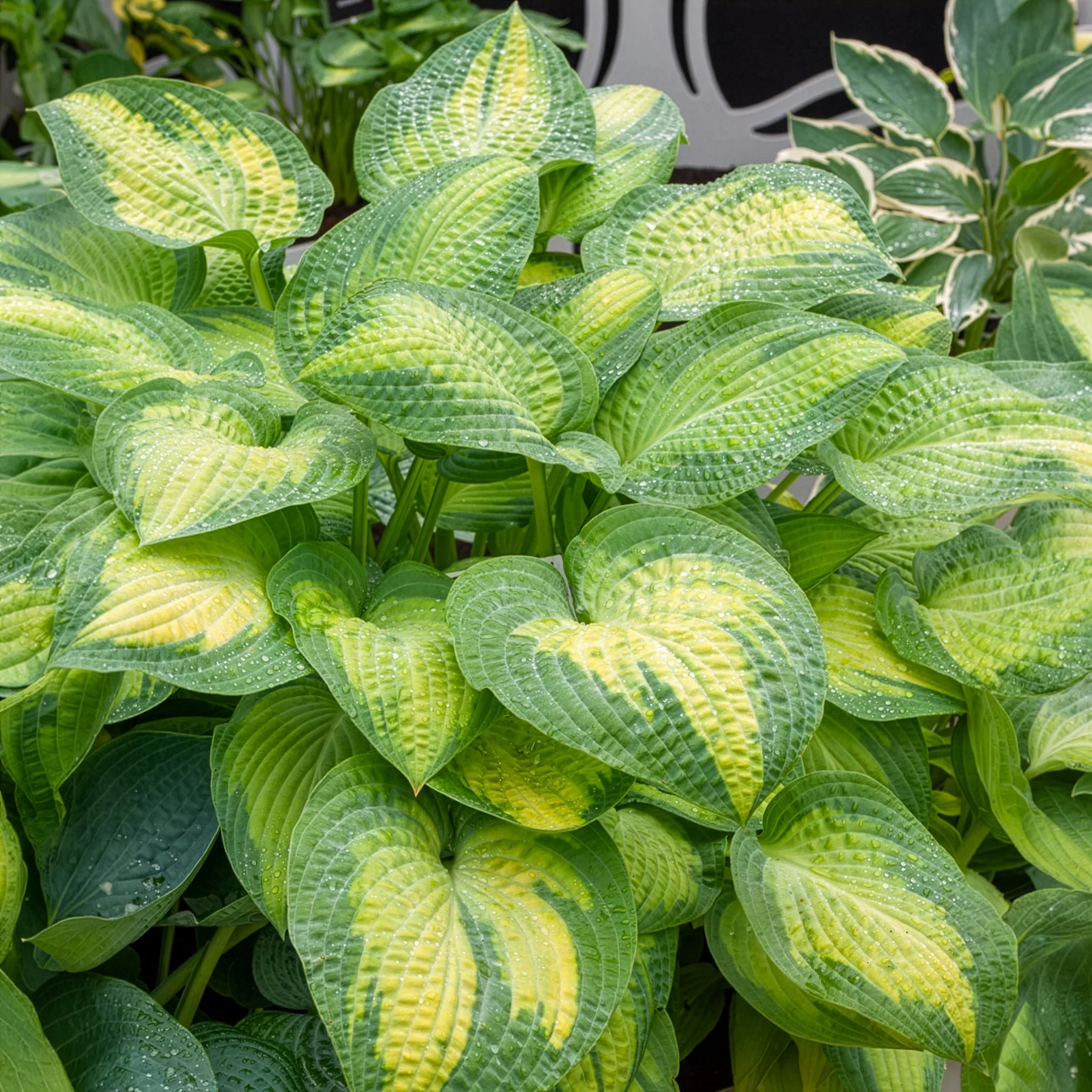 Hosta Paul's Glory Funkia - Image 2