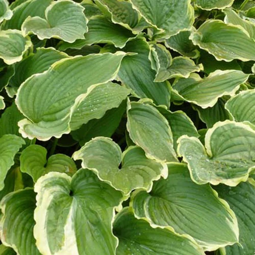 Hosta Spring Fling Funkia