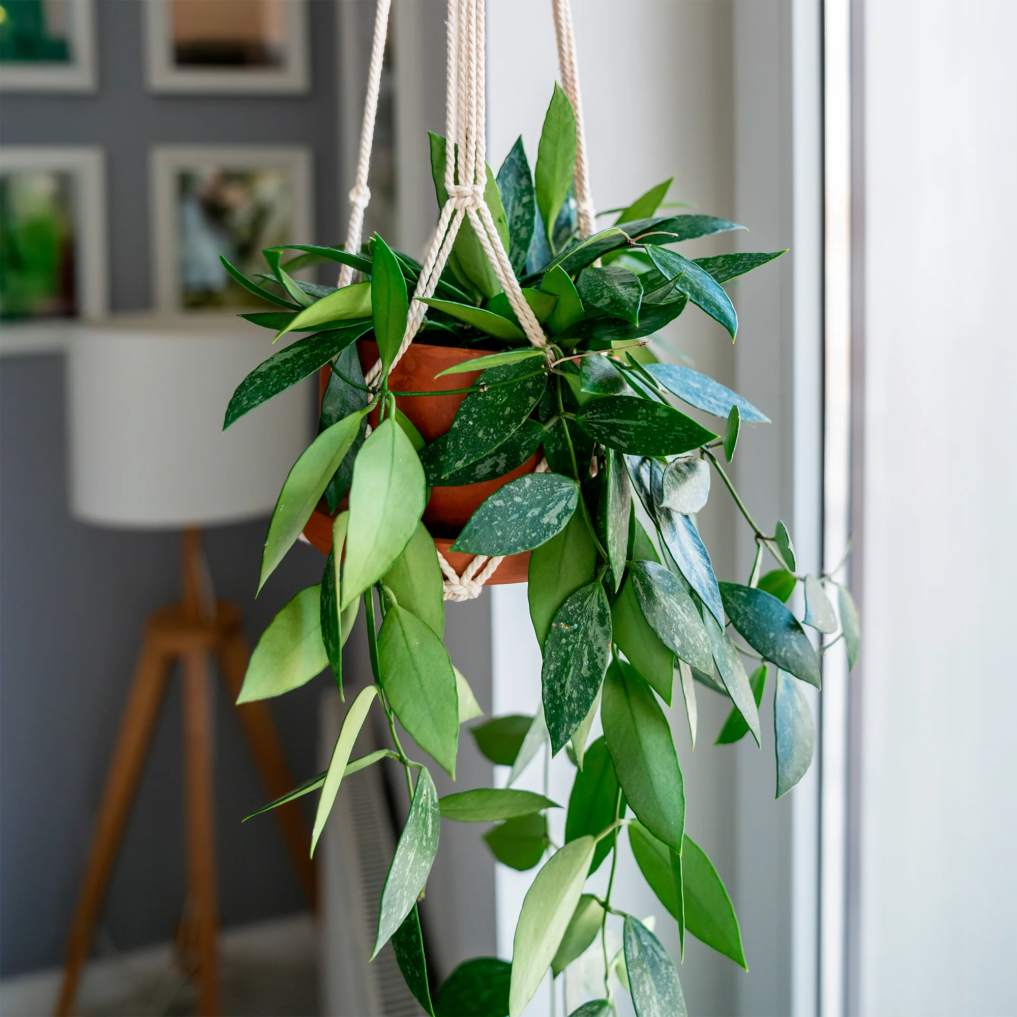 Hoya ‘Gracilis’ - Image 4