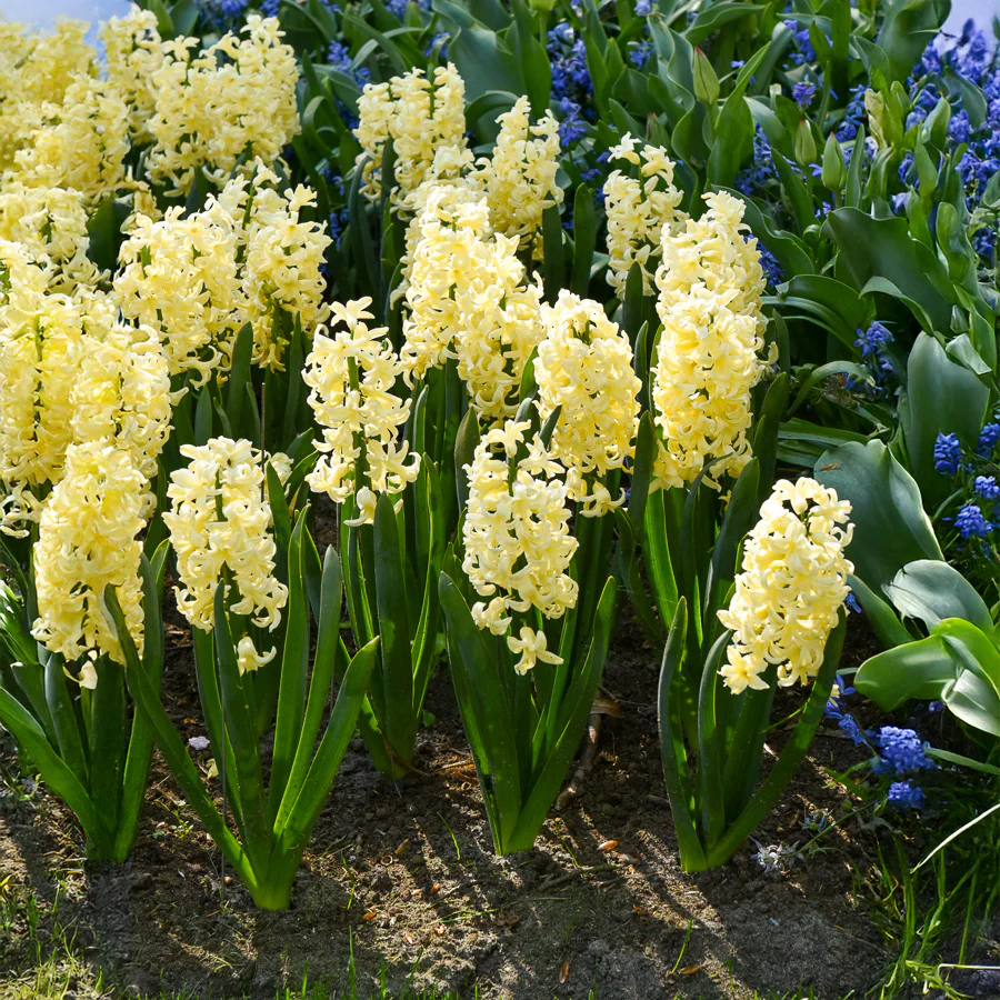 Hyazinthe 'City of Haarlem' (x6)
