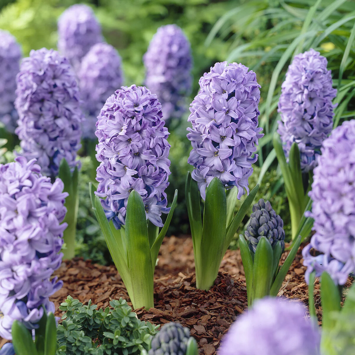 Hyazinthe 'Delft Blue'