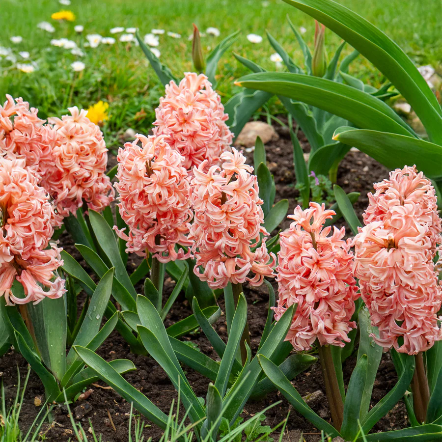 Hyazinthe 'Gipsy Queen' (x6)
