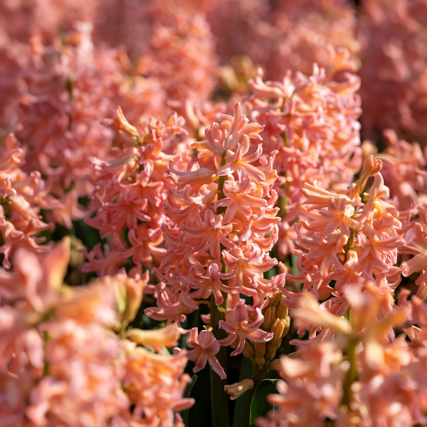 Hyazinthe 'Gipsy Queen' (x6) - Image 2