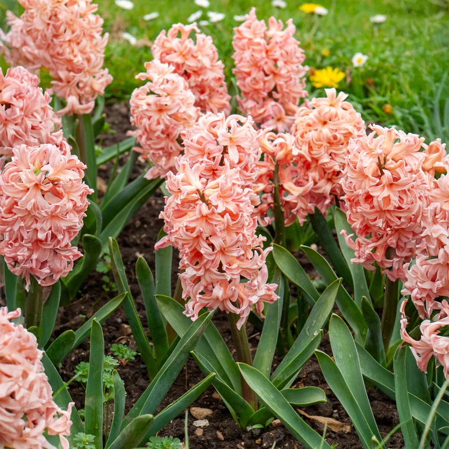 Hyazinthe 'Gipsy Queen' (x6) - Image 3