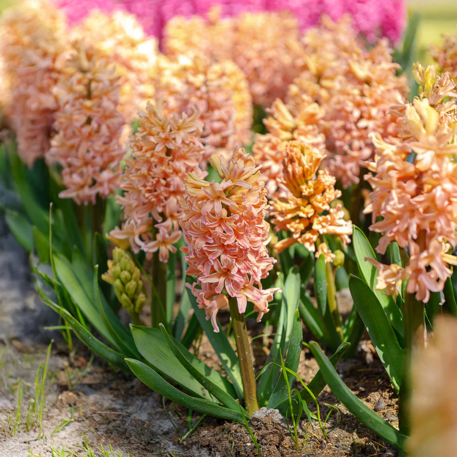 Hyazinthe 'Gipsy Queen' (x6) - Image 4