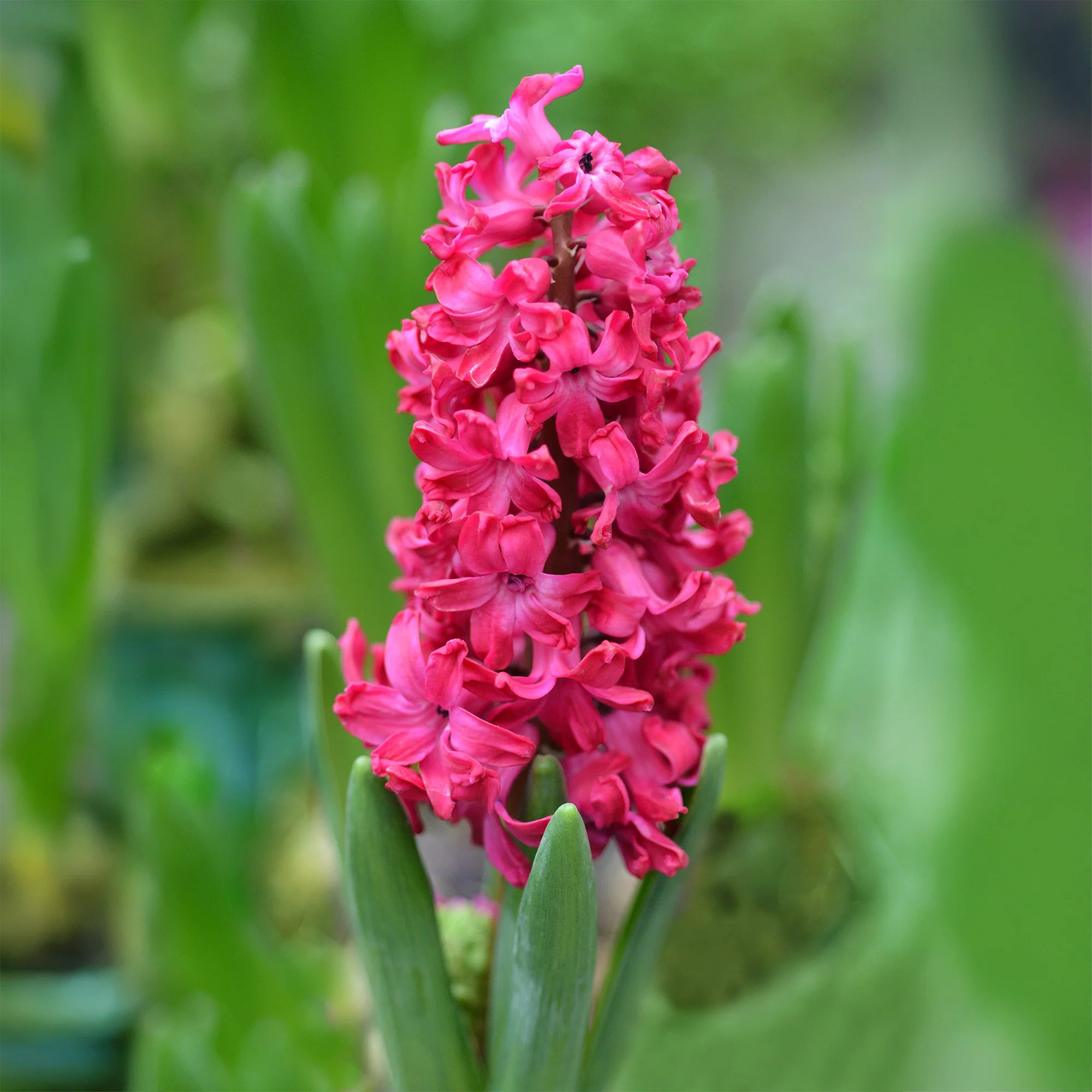 Hyazinthe 'Jan Bos' (x6)