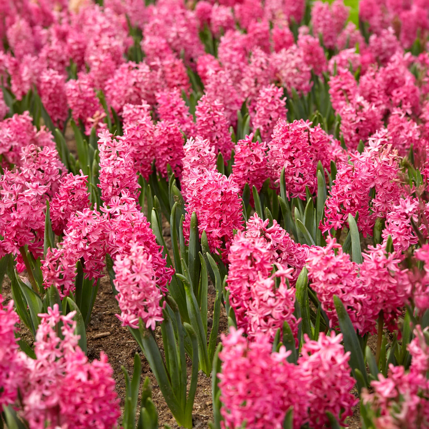 Hyazinthe 'Jan Bos' (x6) - Image 5