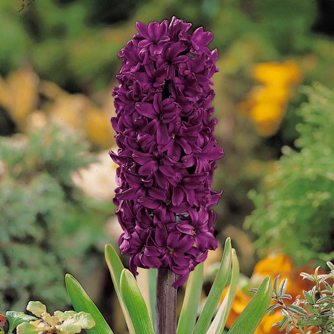 Hyazinthe 'Woodstock' (x6)