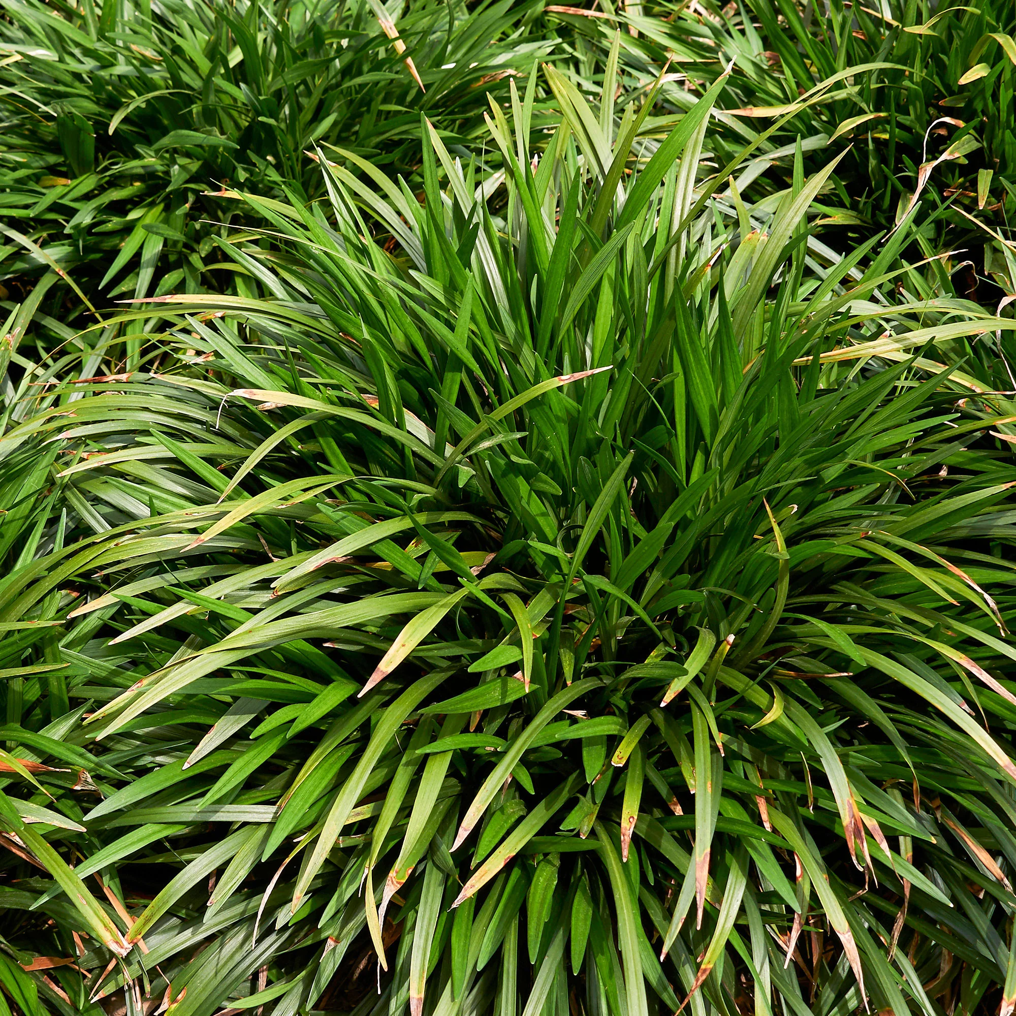 Immergrüne Lilientraube Evergreen Giant - Image 3