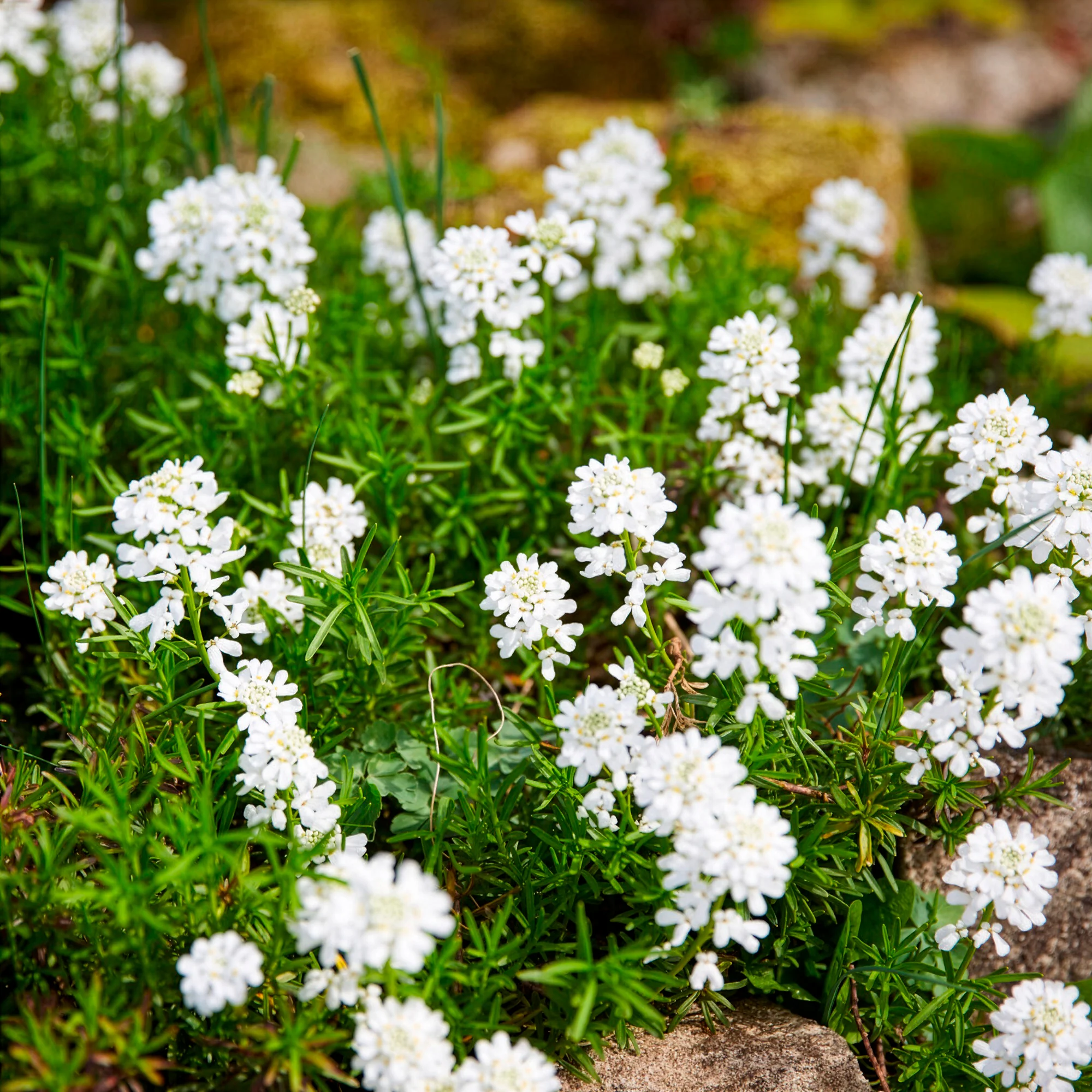 Immergrüne Schleifenblume Weißer Zwerg - Image 3