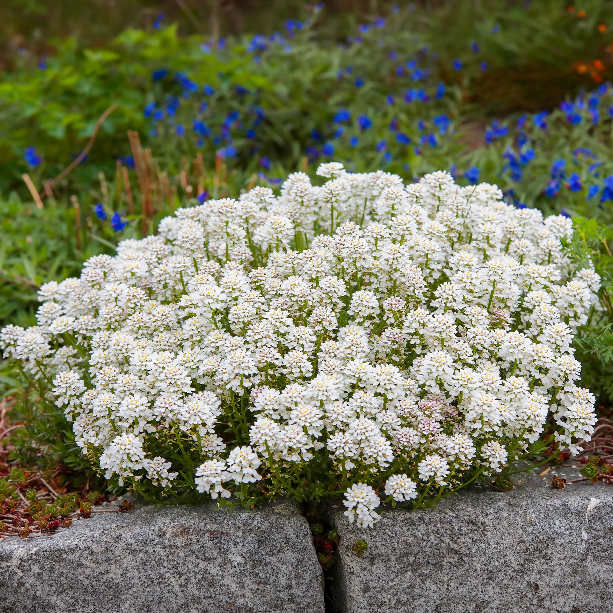 Immergrüne Schleifenblume Weißer Zwerg - Image 4