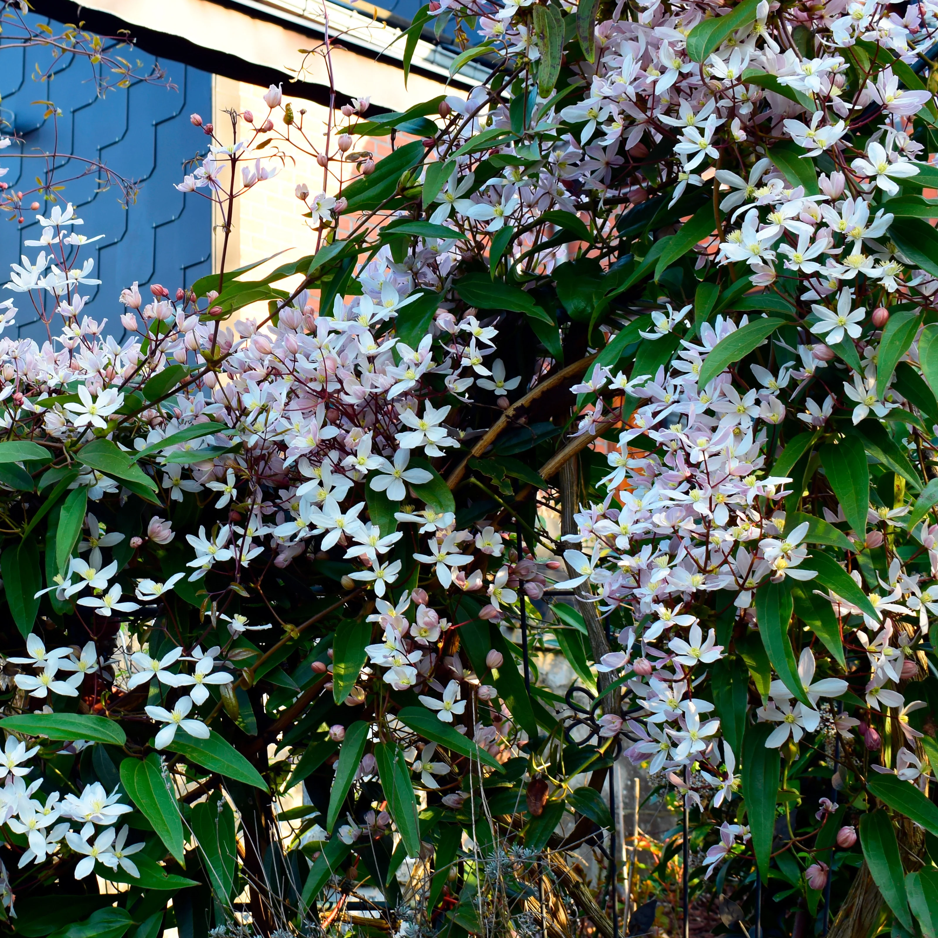 Immergrüne Waldrebe 'Apple Blossom' - Image 3