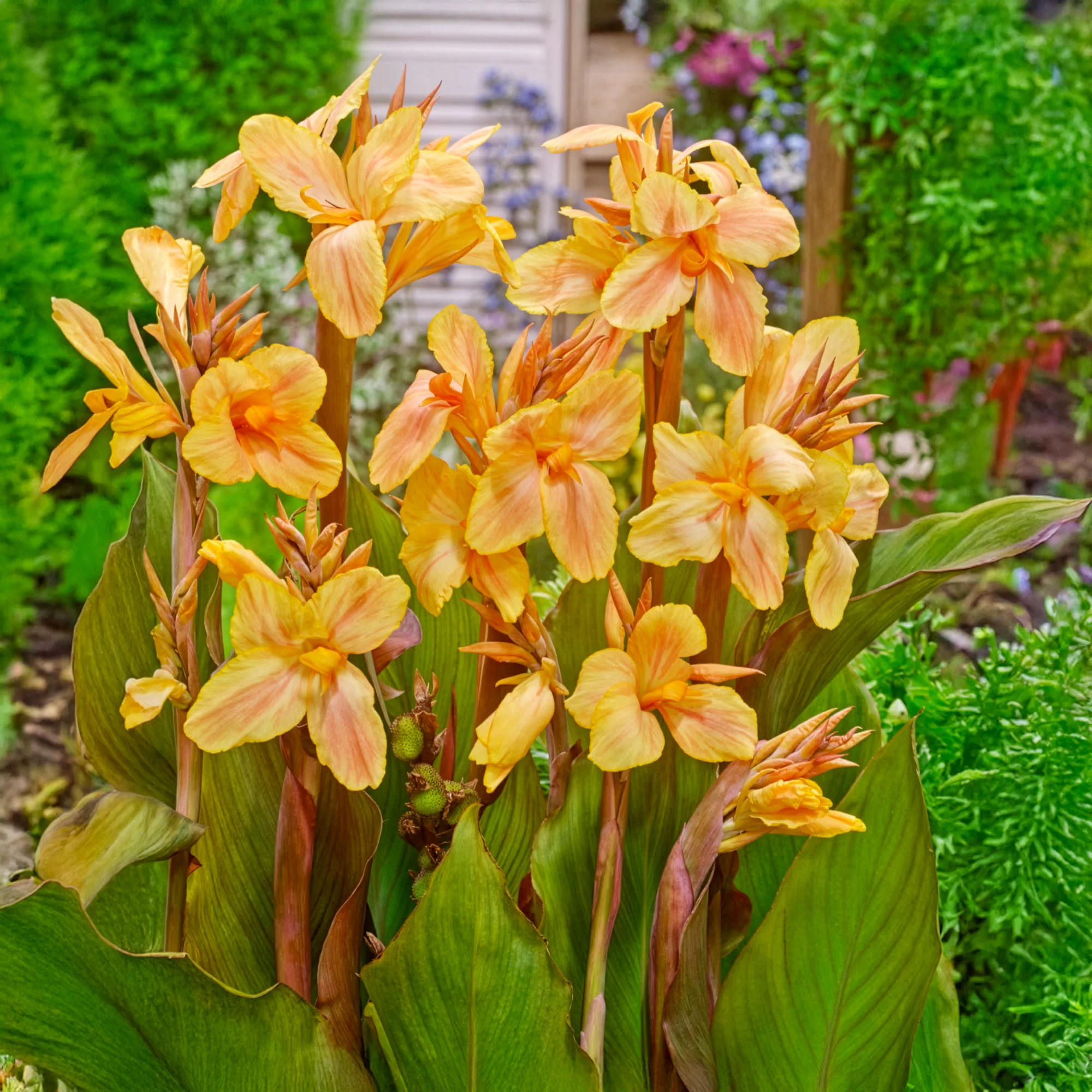 Indisches Blumenrohr Angel Martin