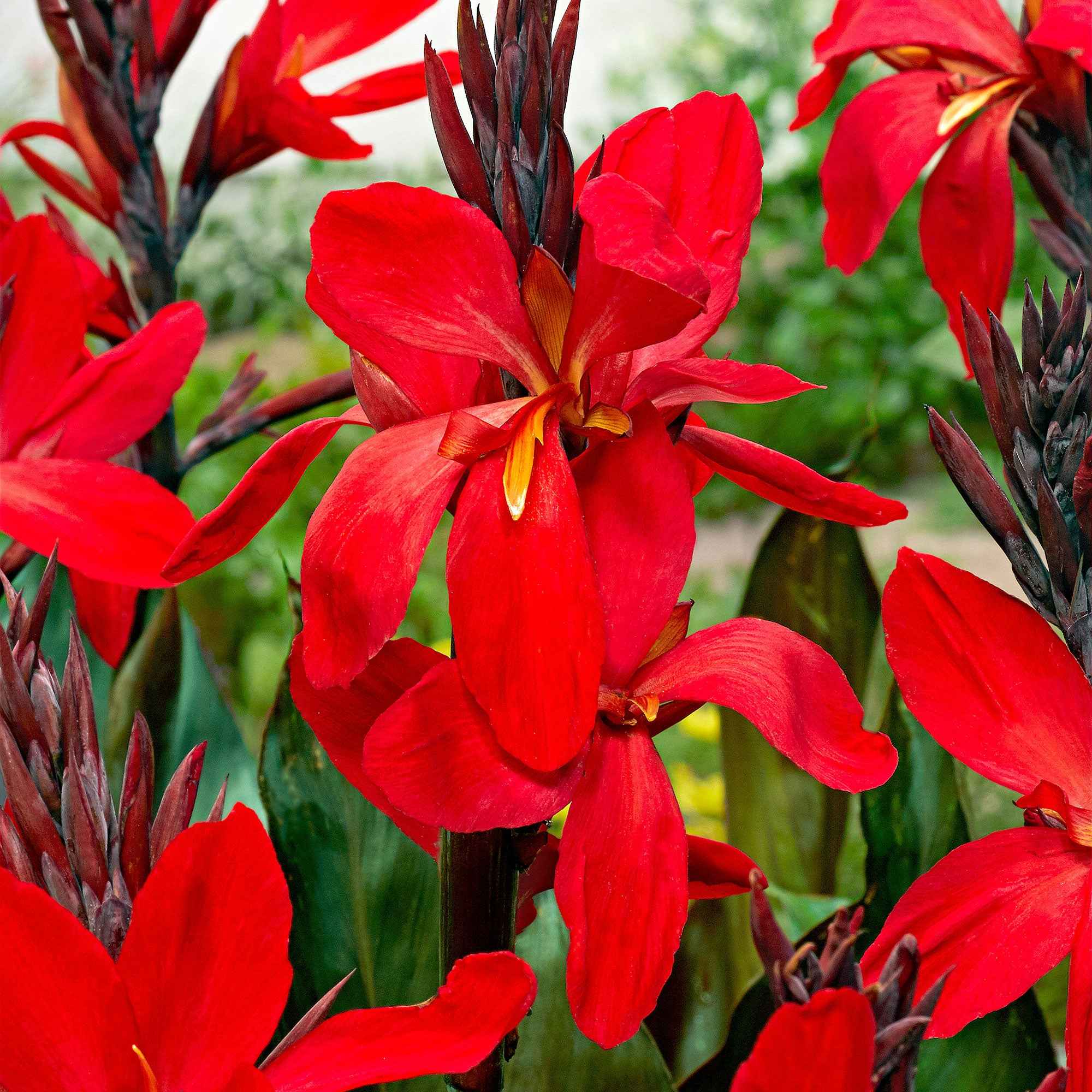 Indisches Blumenrohr 'Red Futurity' (x2) - Image 3