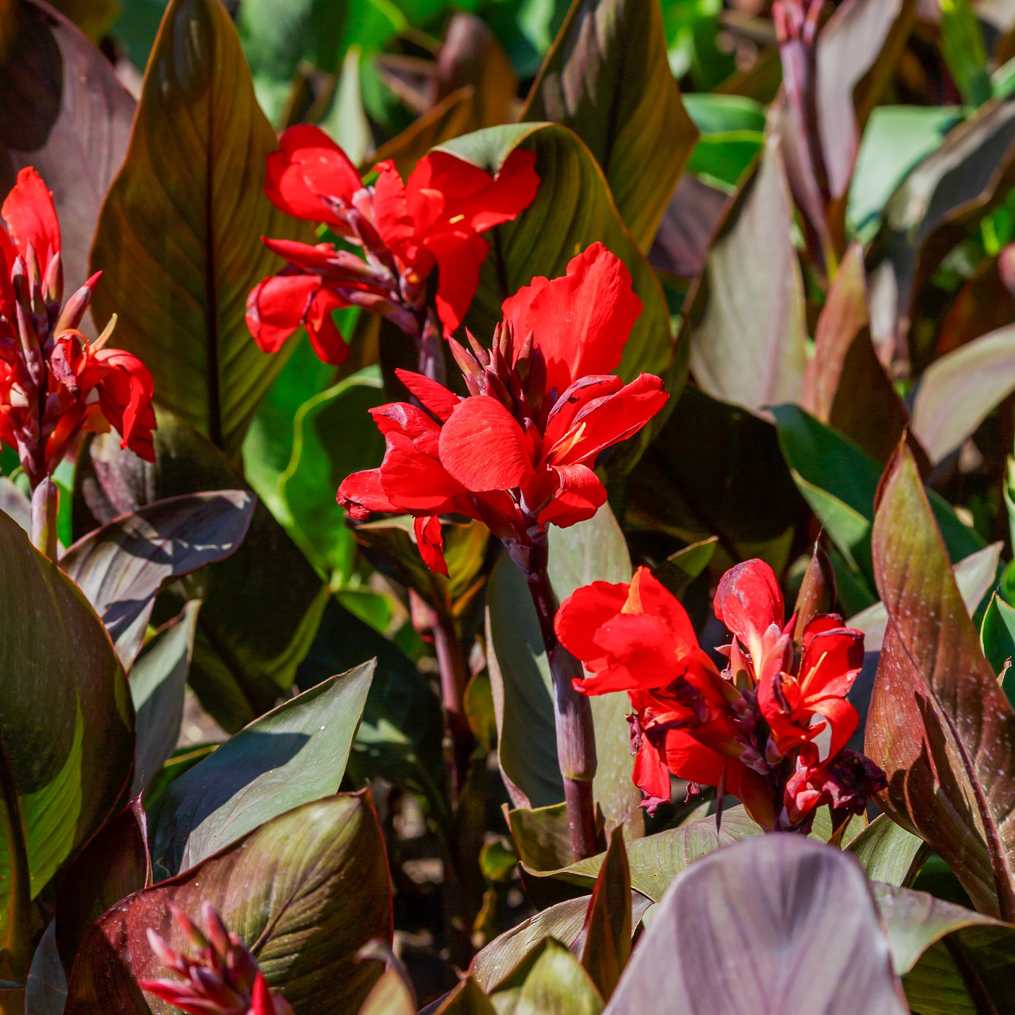 Indisches Blumenrohr 'Red Futurity' (x2) - Image 4