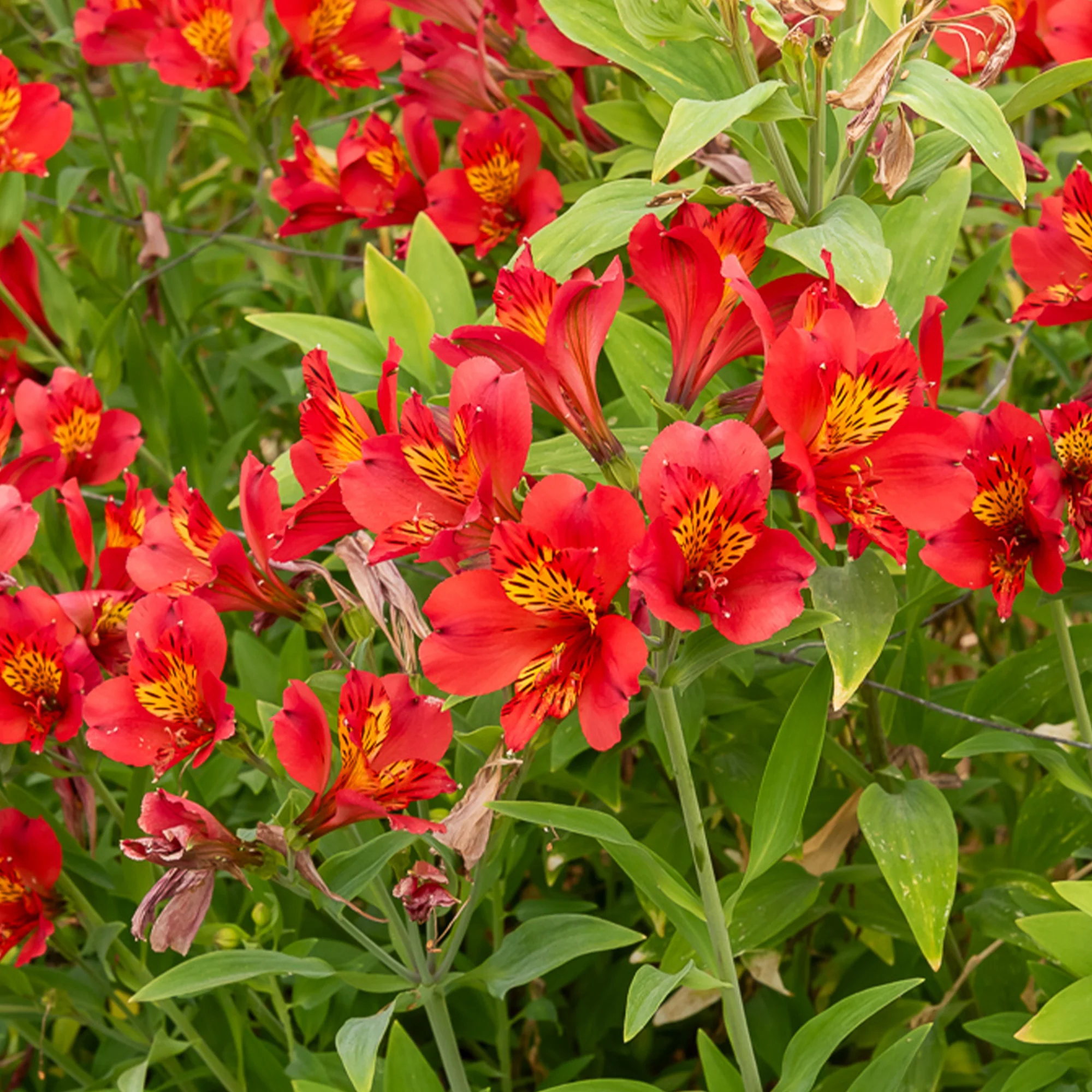 Inkalilie - Alstroemeria Majestic Liré - Image 2