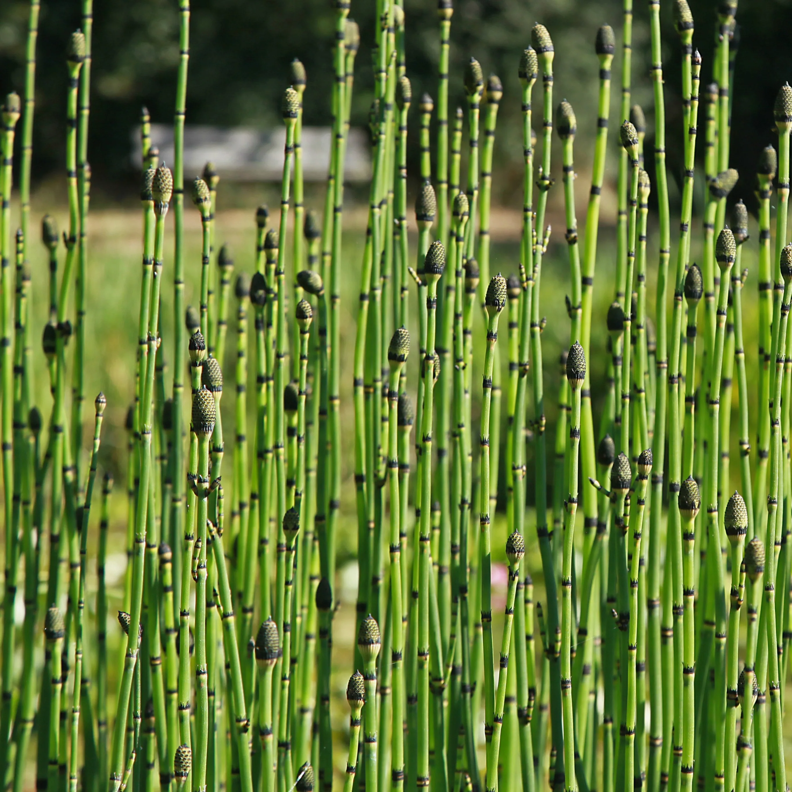 Japanischer Schachtelhalm