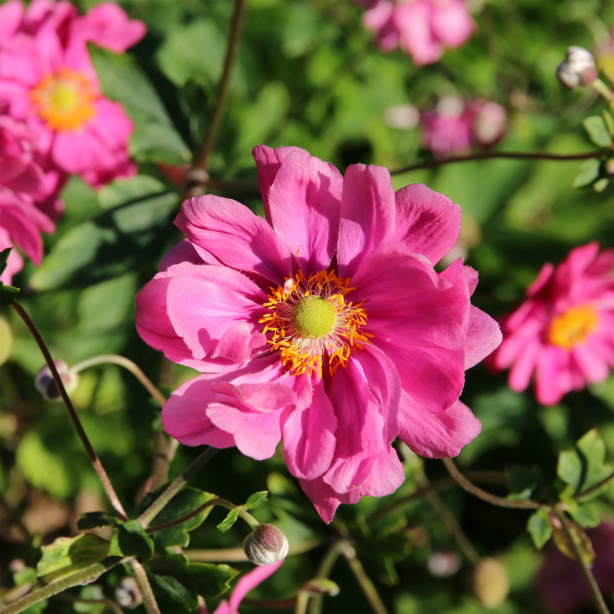 Japanische Anemone Margarete - Image 3