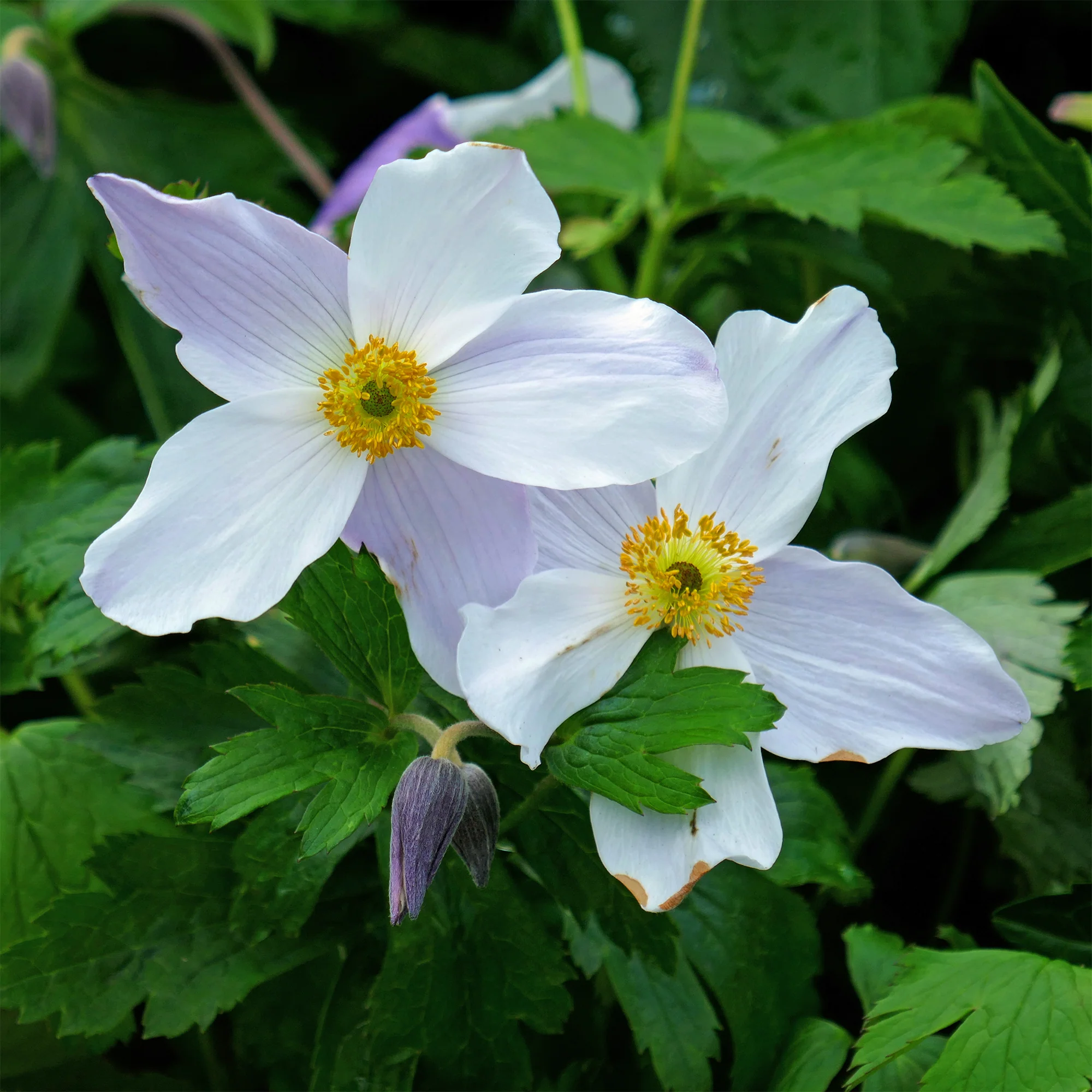 Japanische Anemone Ruffled Swan - Image 3