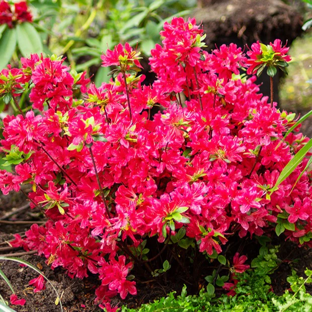 Japanische Azalee rot - Image 3