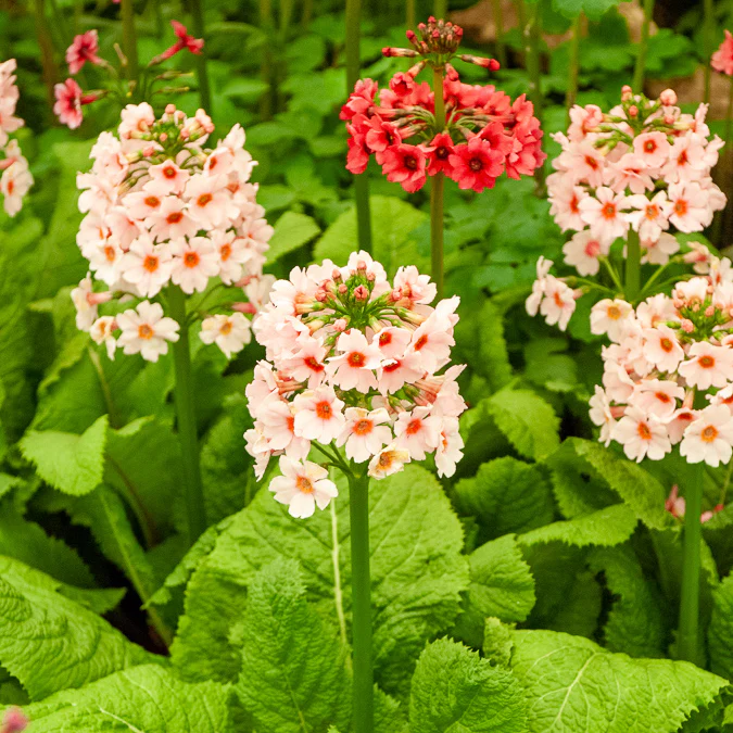 Japanische Etagenprimel Apple Blossom - Image 4