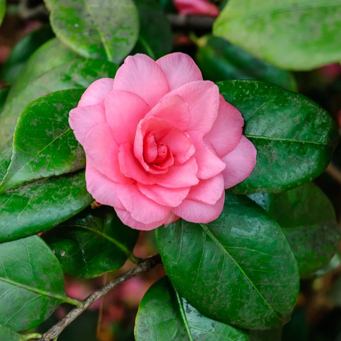 Japanische Kamelie ‘Mathotiana Rosea’ - Image 5