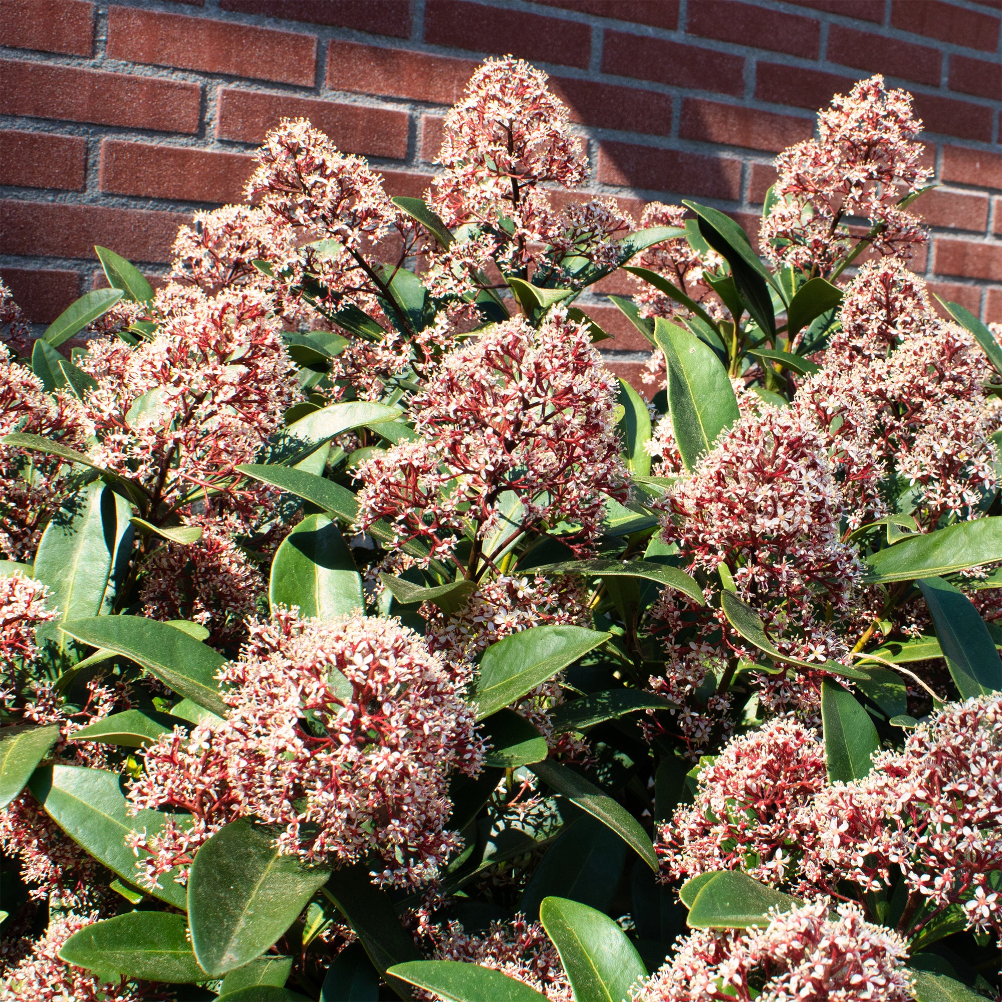 Japanische Skimmia Rubella