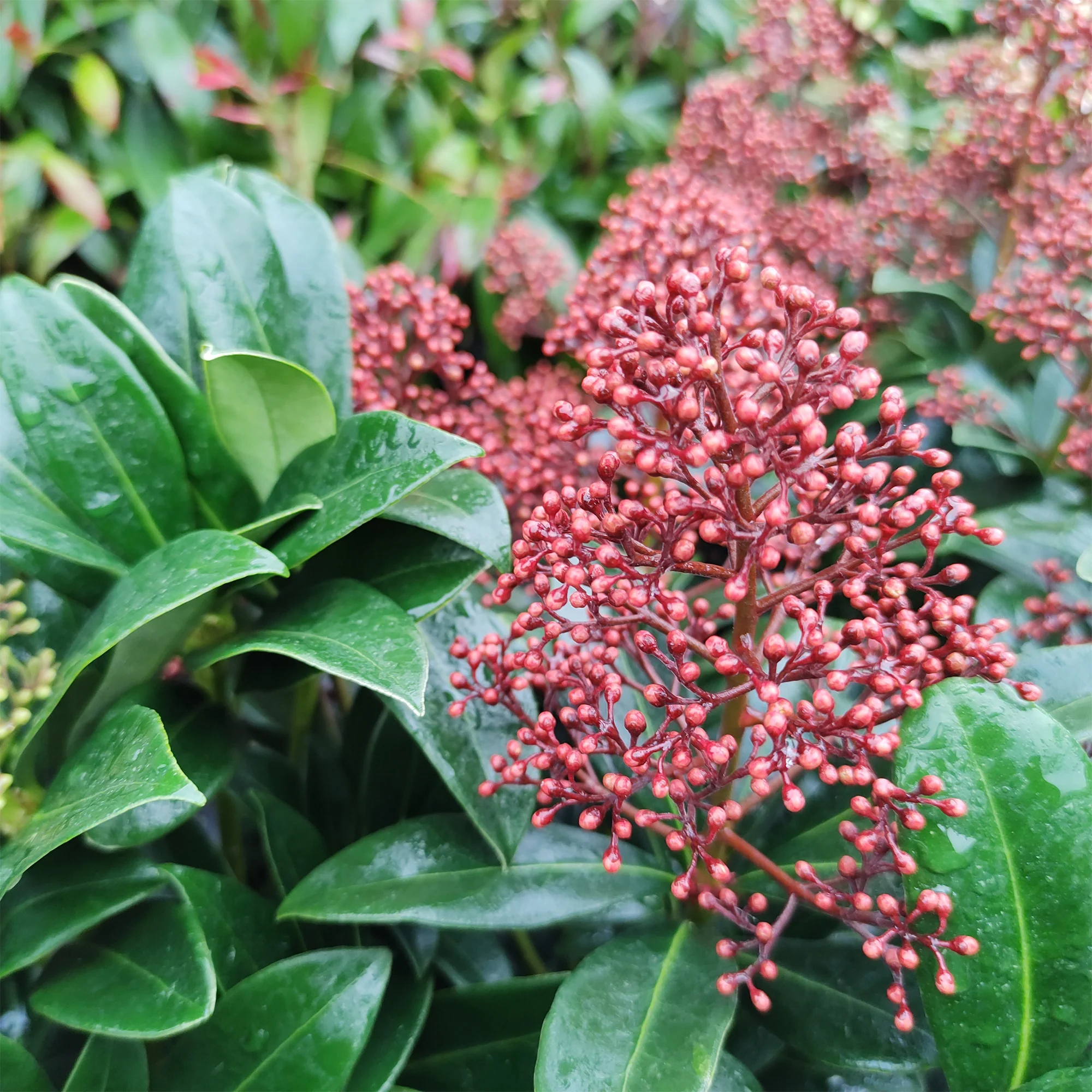 Japanische Skimmia Rubella - Image 2