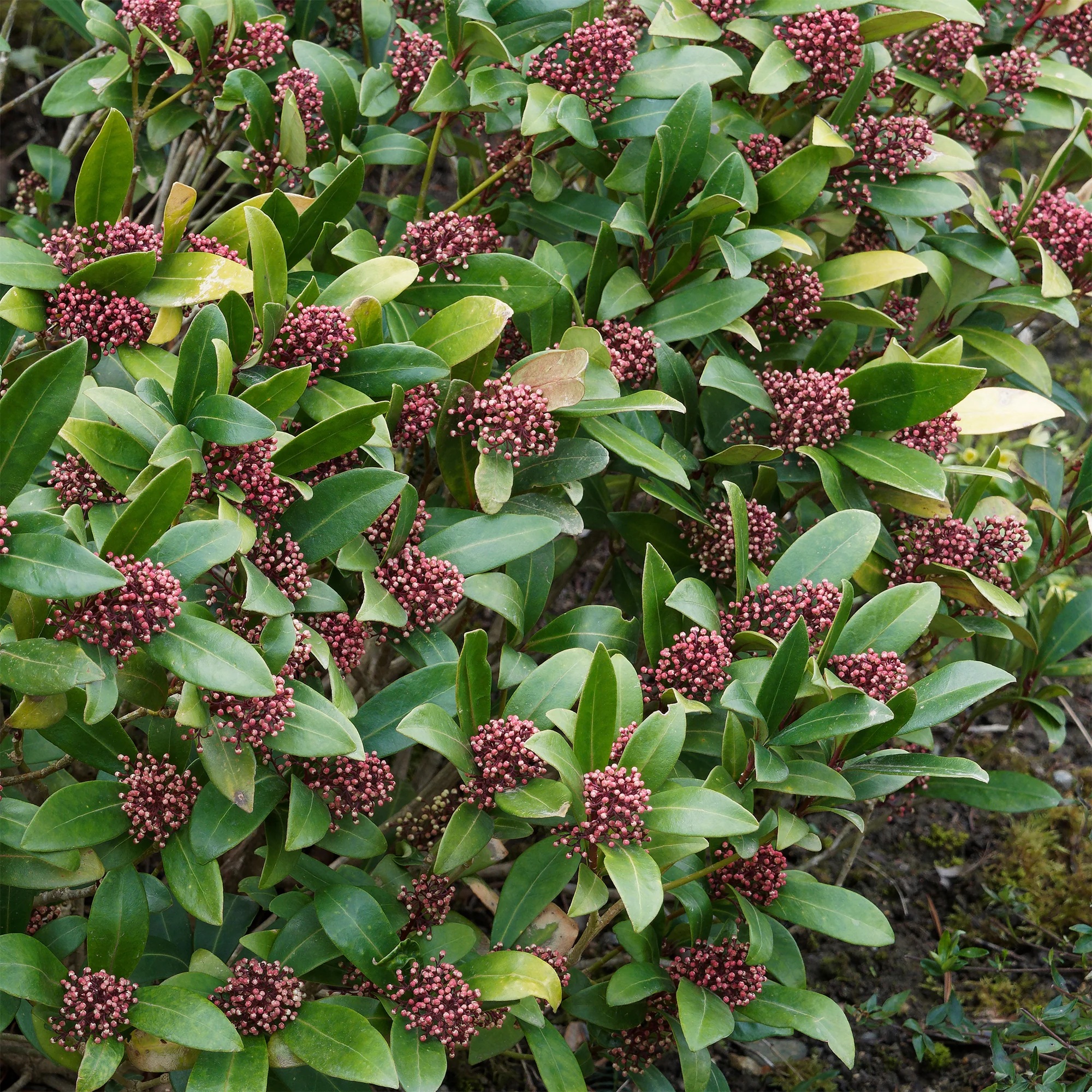 Japanische Skimmia Rubella - Image 5