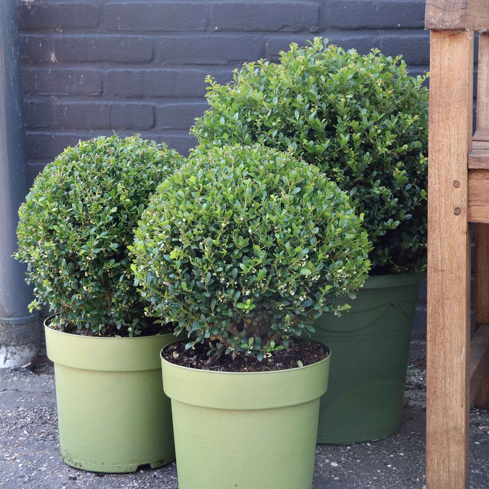 Japanische Stechpalme 'Dark Green'®