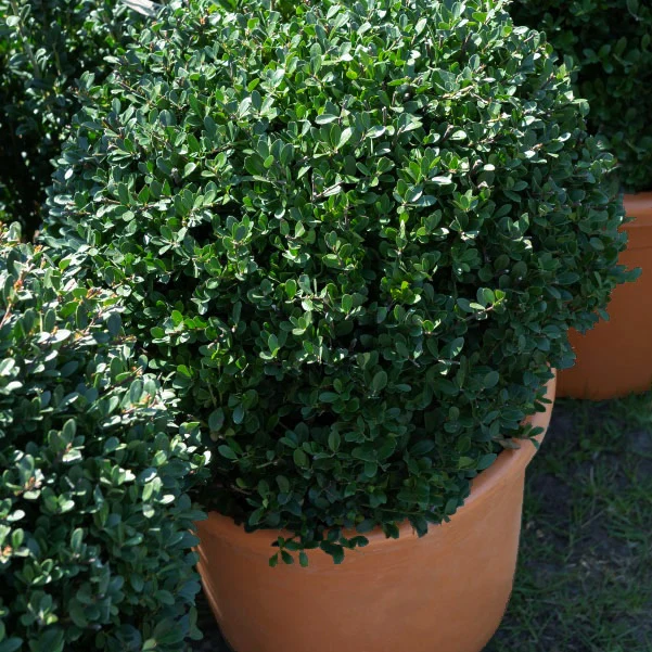 Japanische Stechpalme 'Dark Green'® - Image 3