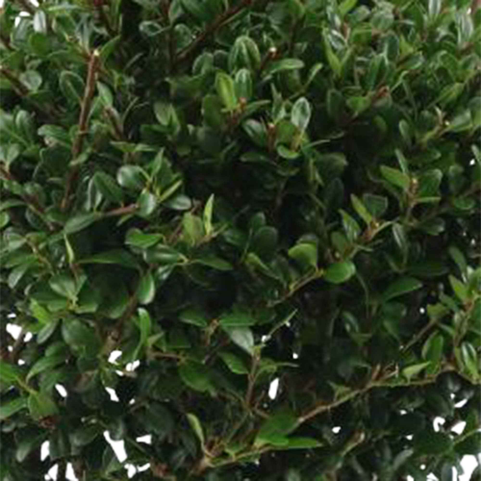Japanische Stechpalme 'Dark Green'® - Image 4