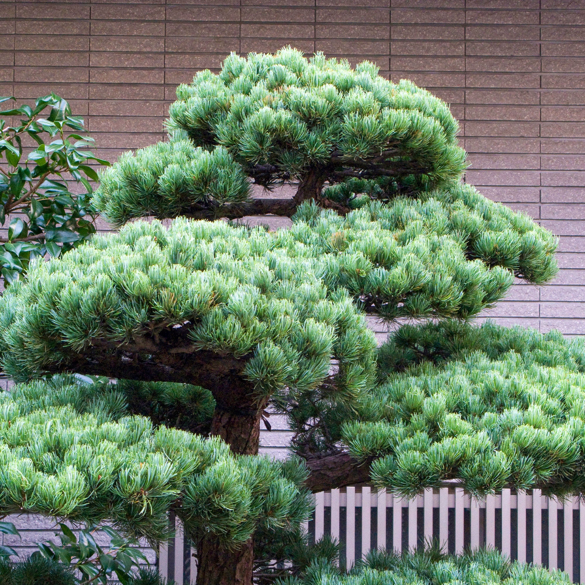 Japanische Weißkiefer ‘Negishi’ - Image 2